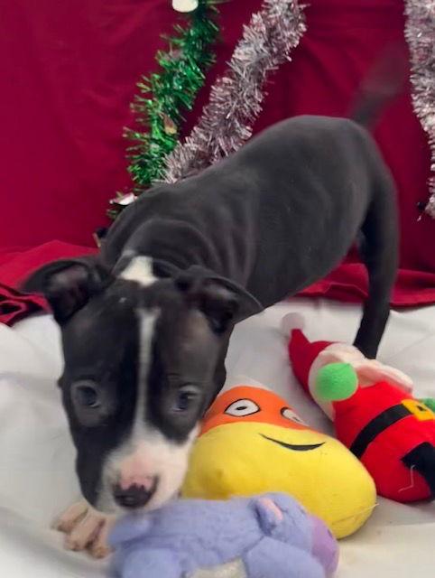 Enlarge Asher, a Adopted American Bulldog in Tarrytown, GA image 2/3