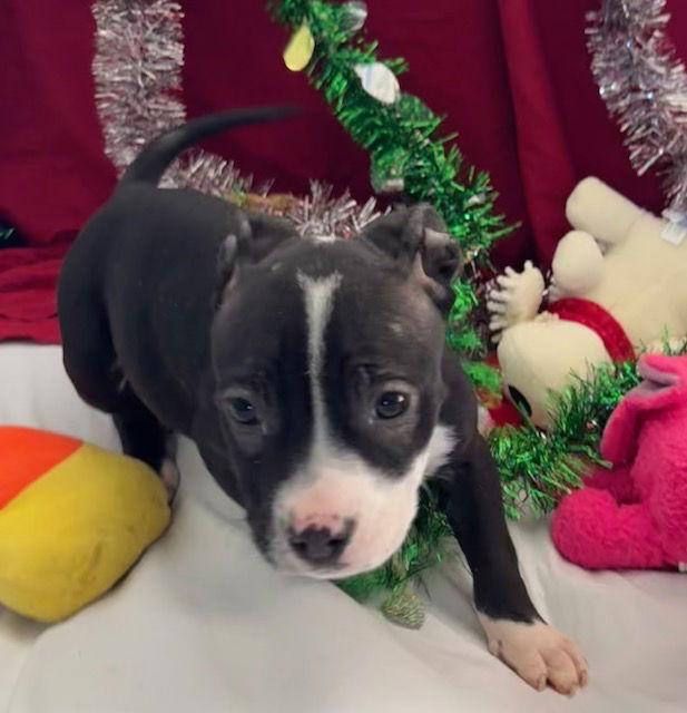 Enlarge Asher, a Adopted American Bulldog in Tarrytown, GA image 3/3
