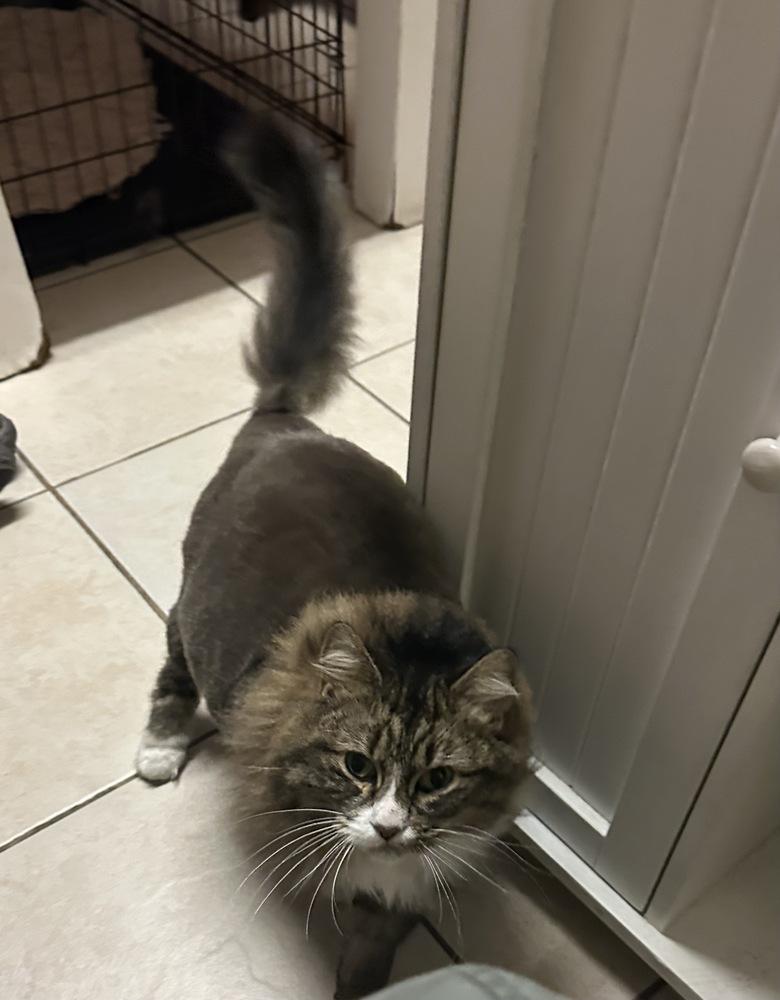 Cash, Adoptable, Senior Female Domestic Long Hair.