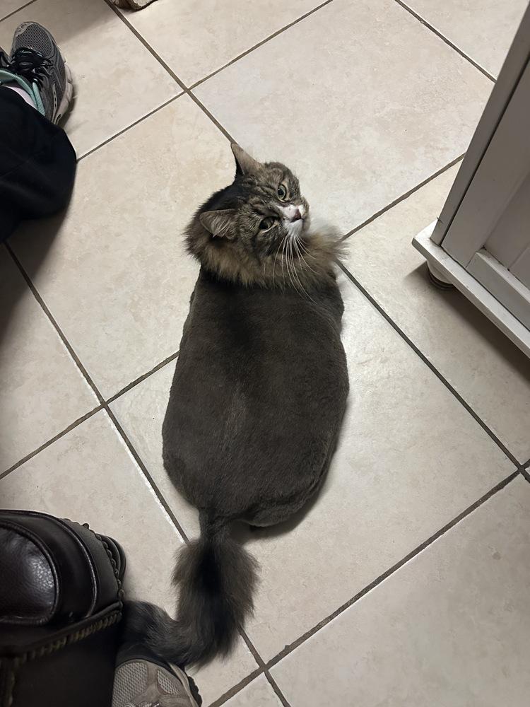 Cash, Adoptable, Senior Female Domestic Long Hair.