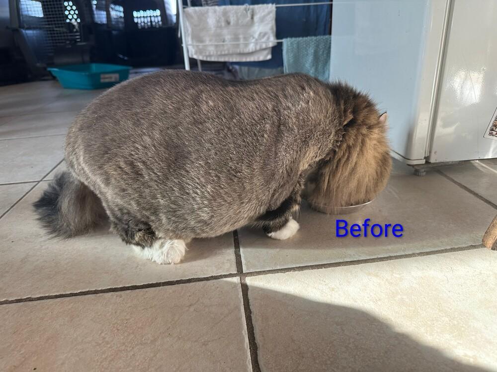 Enlarge Cash, a Adoptable Domestic Long Hair in Randolph, MA image 4/4