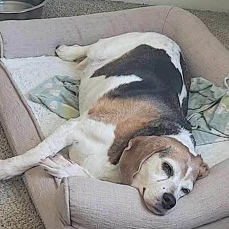 Enlarge Bean, a ADOPTABLE Beagle in Alma, MI image 3/3