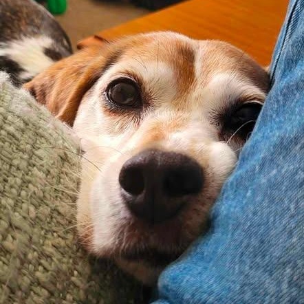 Enlarge Bean, a ADOPTABLE Beagle in Alma, MI image 2/3