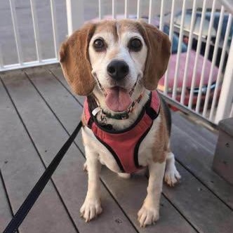 Bean, ADOPTABLE, Adult Female Beagle.