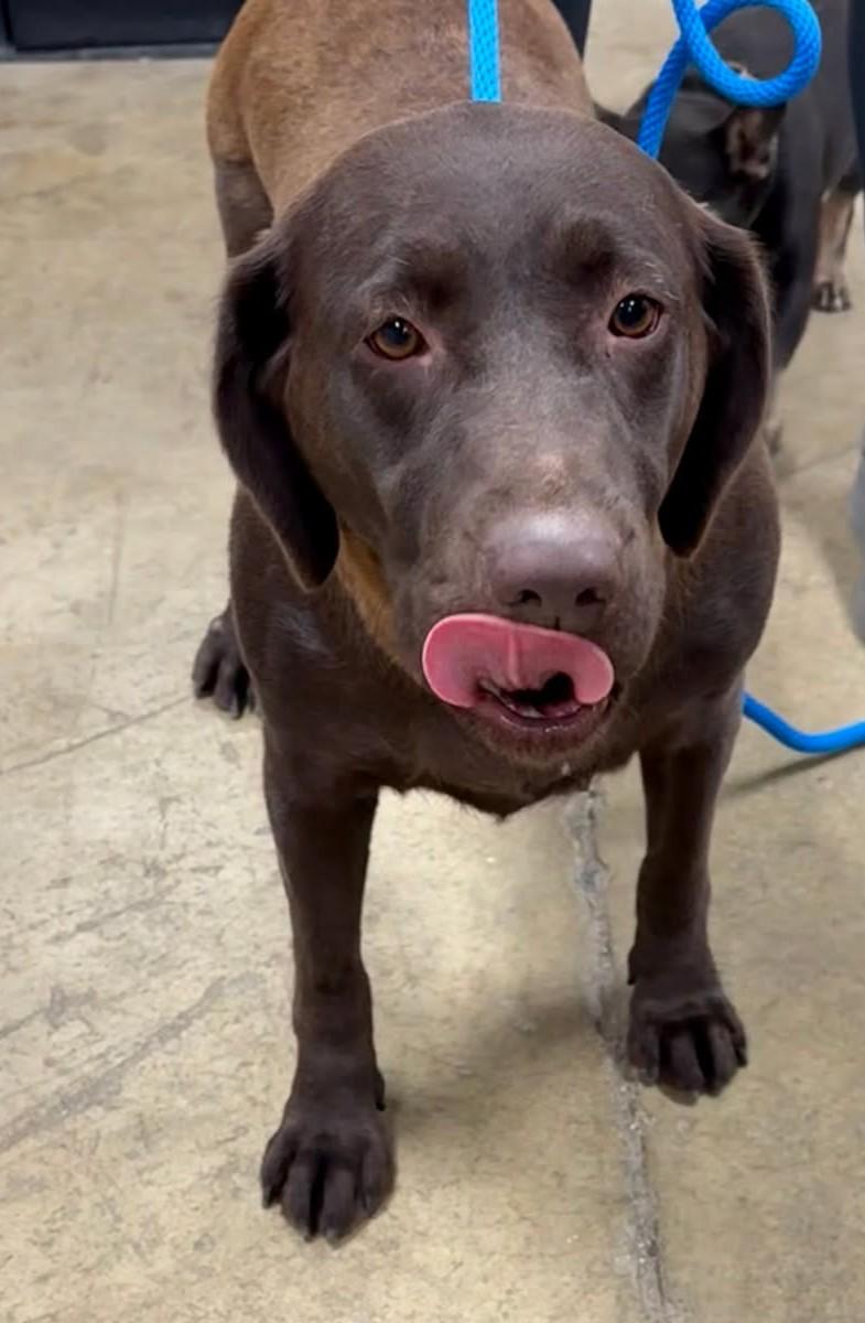 Carole, Adoptable, Adult Female Chocolate Labrador Retriever.