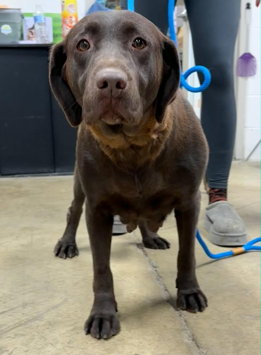 Enlarge Carole, an adopted Chocolate Labrador Retriever in Ashland, OH image 2/2
