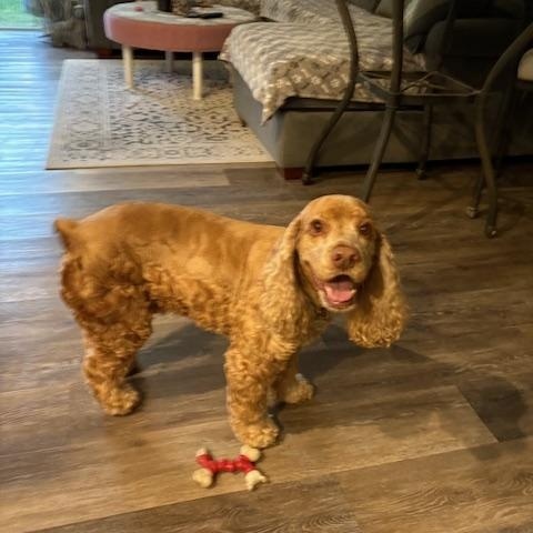 Jackson, a Adoptable Cocker Spaniel in Cape Coral, FL image 5/5
