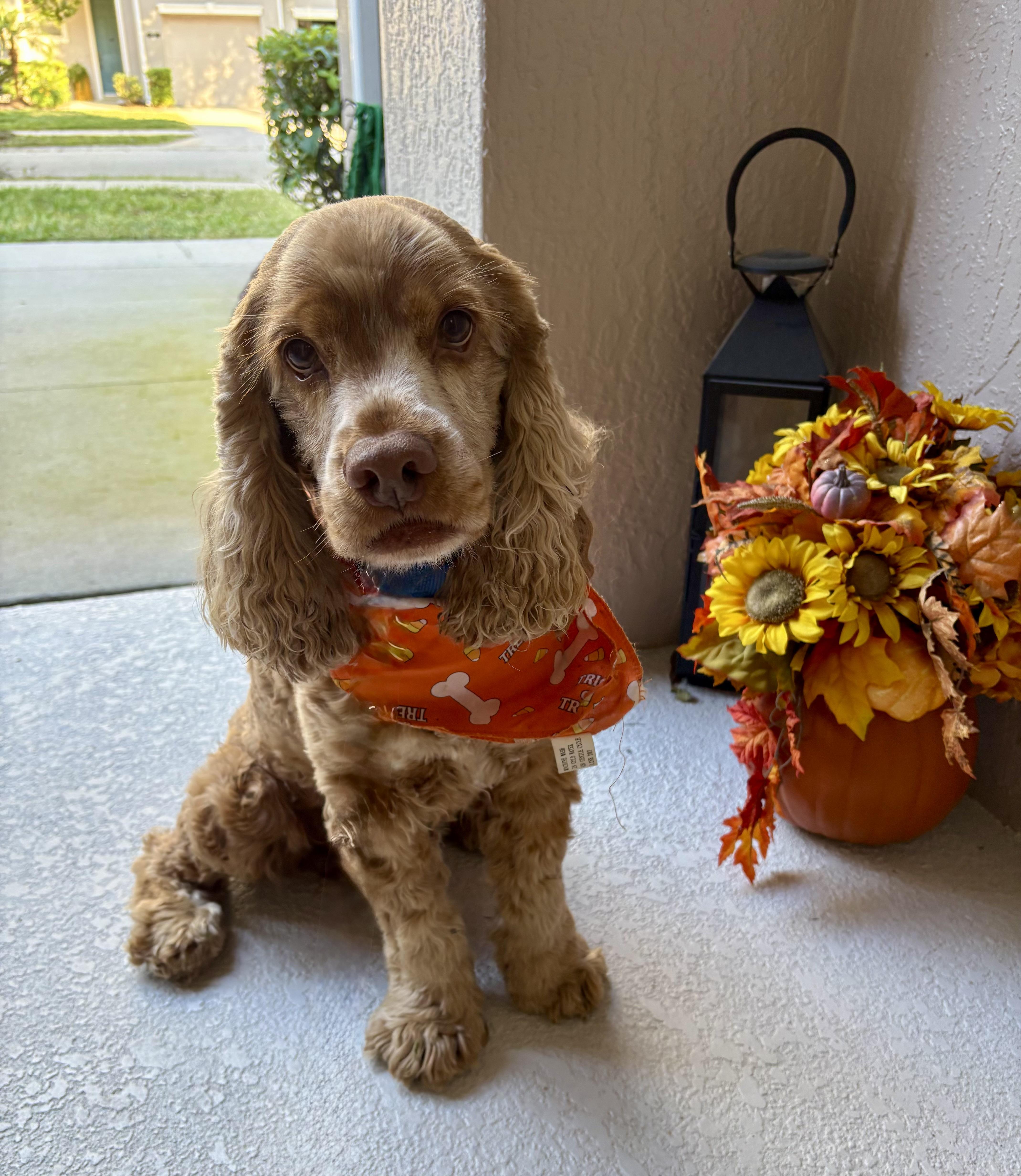 Jackson, Adoptable, Adult Male Cocker Spaniel.
