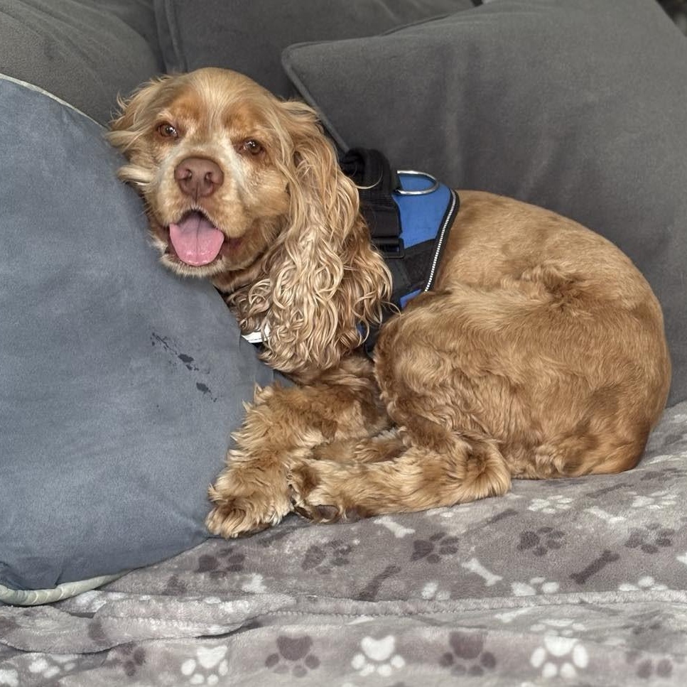 Jackson, a Adoptable Cocker Spaniel in Cape Coral, FL image 4/5