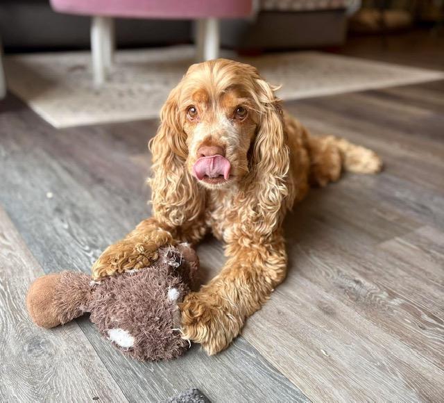 Jackson, a Adoptable Cocker Spaniel in Cape Coral, FL image 3/5