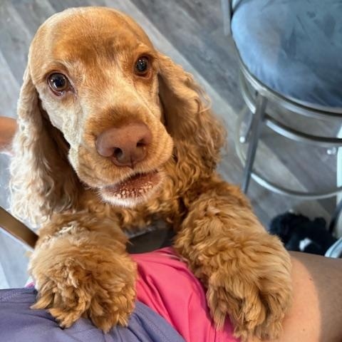 Jackson, a Adoptable Cocker Spaniel in Cape Coral, FL image 2/5