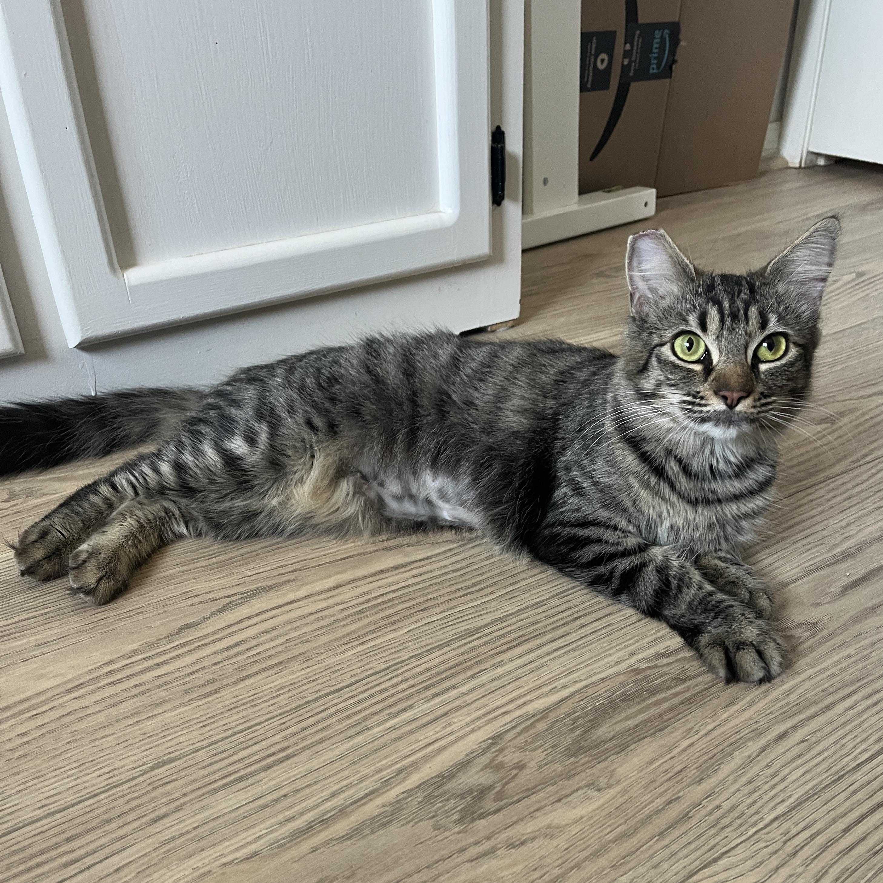 Enlarge Hazel, an adopted Domestic Medium Hair in Redwood City, CA image 6/6