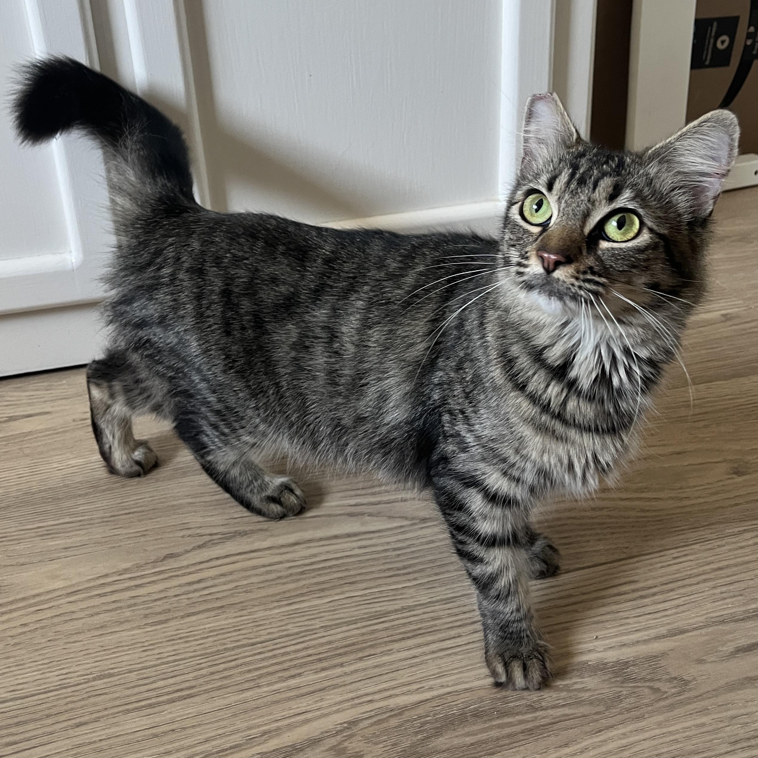 Enlarge Hazel, an adopted Domestic Medium Hair in Redwood City, CA image 4/6