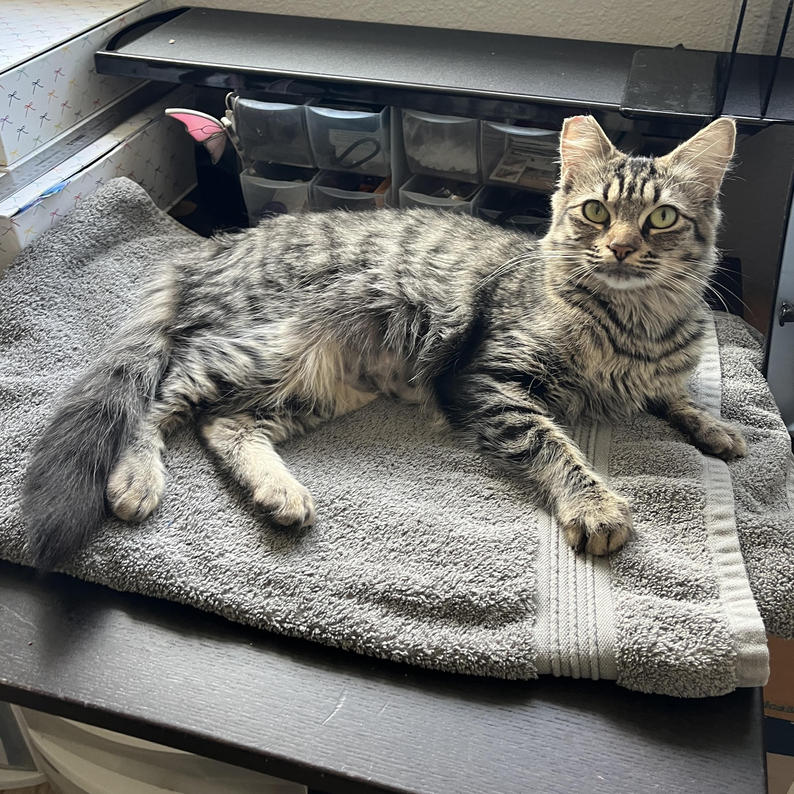 Enlarge Hazel, an adopted Domestic Medium Hair in Redwood City, CA image 2/6