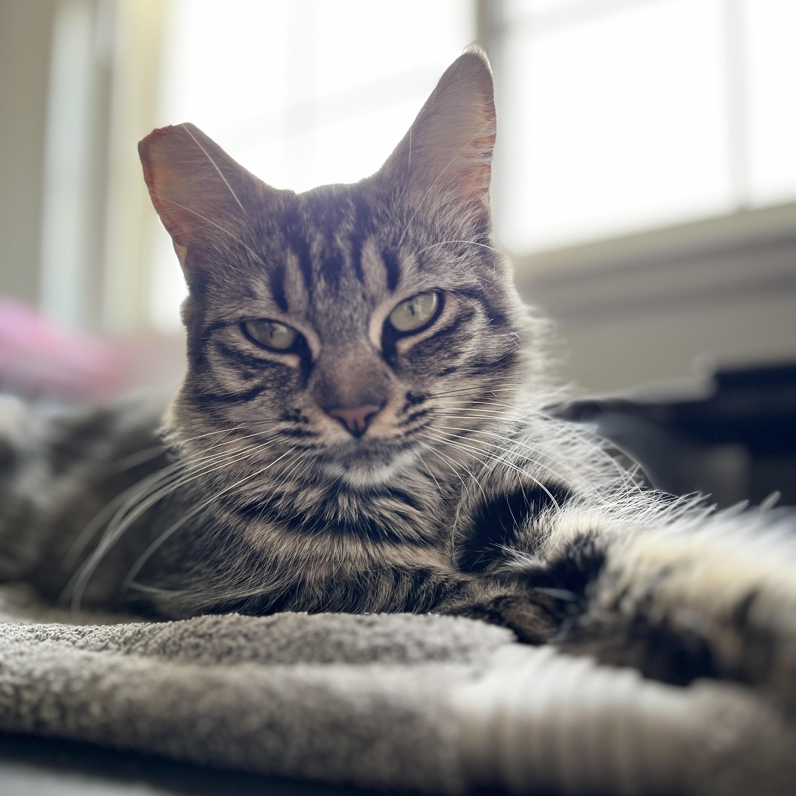 Enlarge Hazel, an adopted Domestic Medium Hair in Redwood City, CA image 5/6