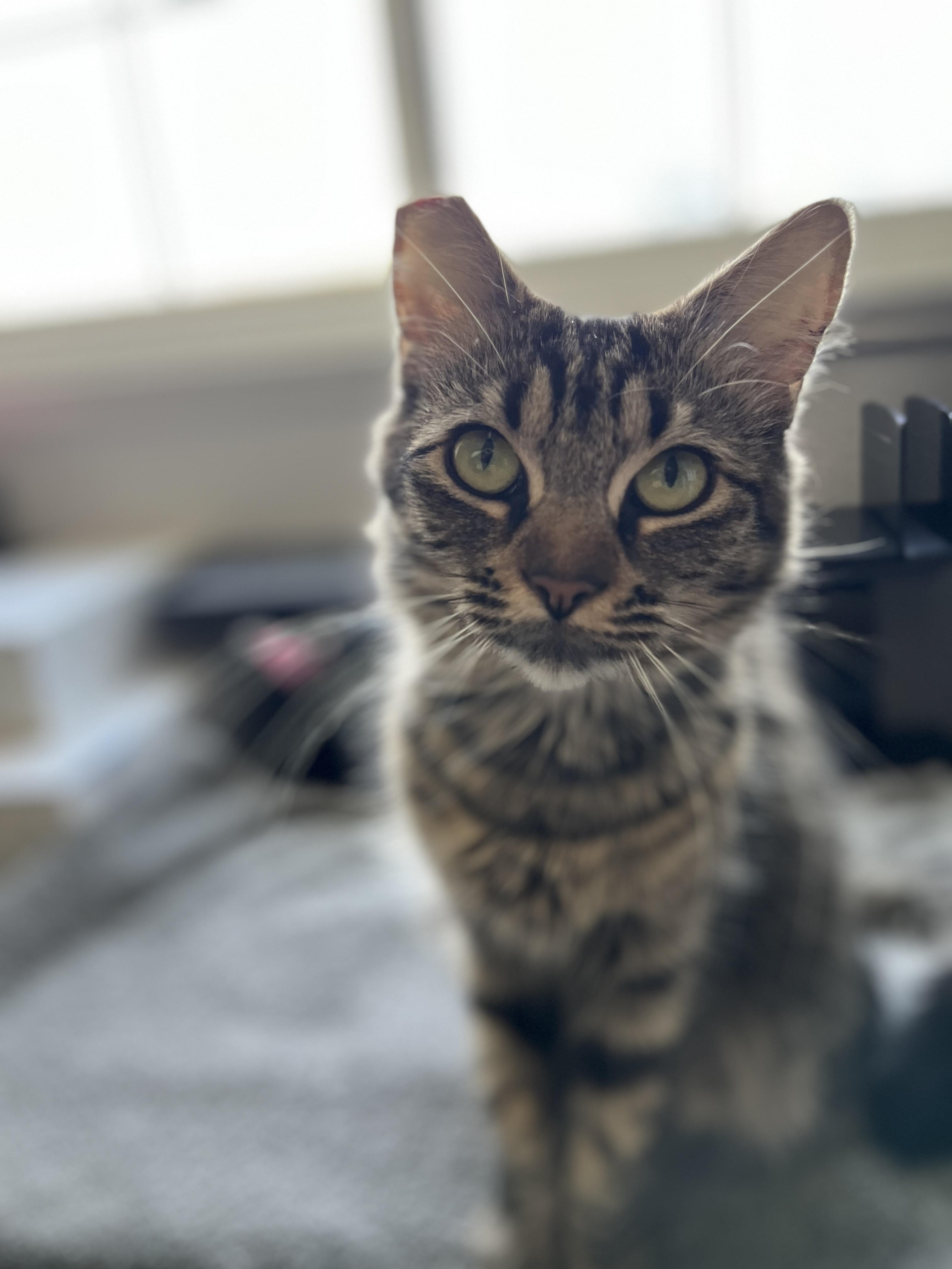 Enlarge Hazel, an adopted Domestic Medium Hair in Redwood City, CA image 3/6