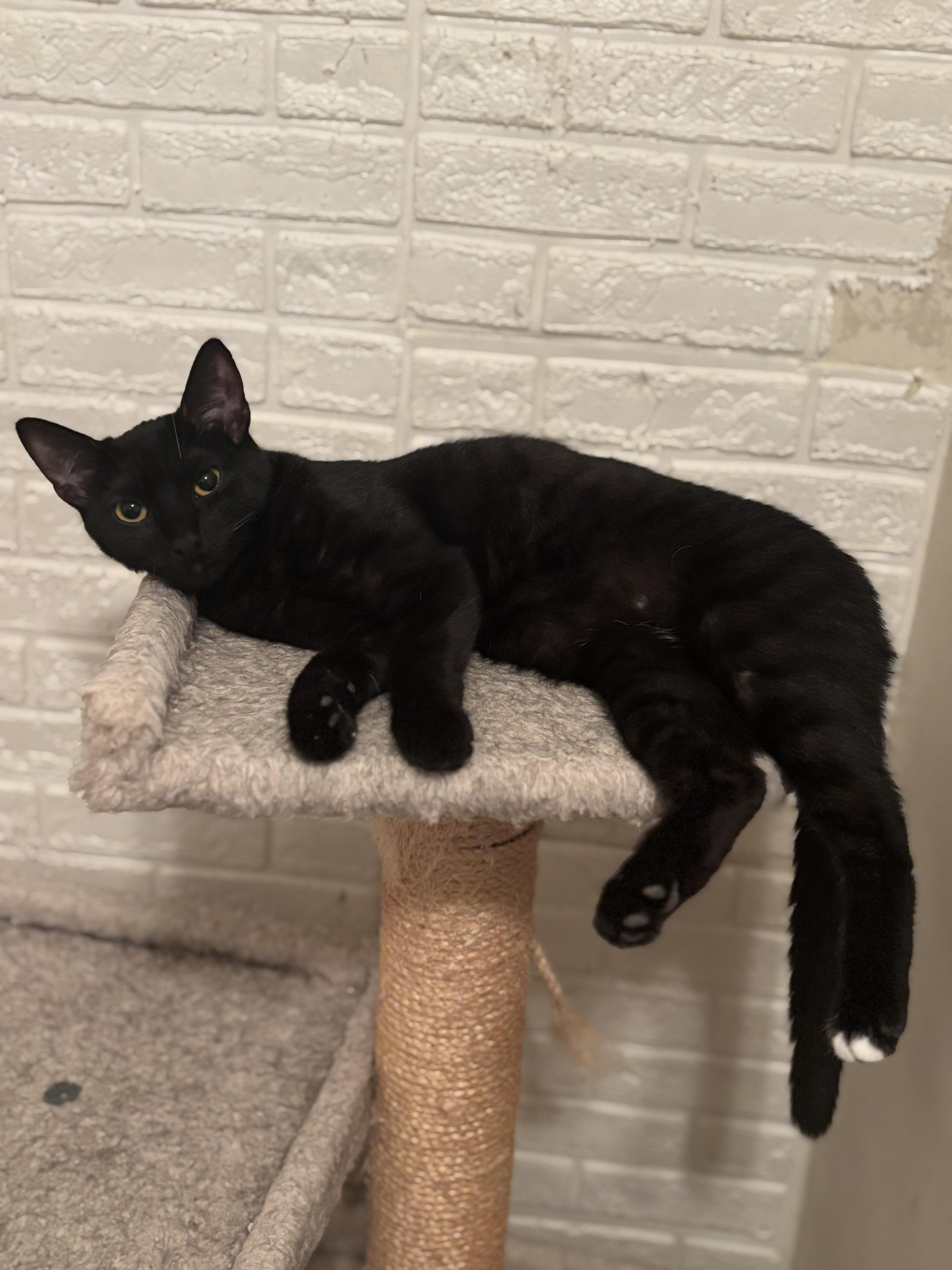 Deema, a Adoptable Domestic Short Hair in Bensalem, PA image 4/6