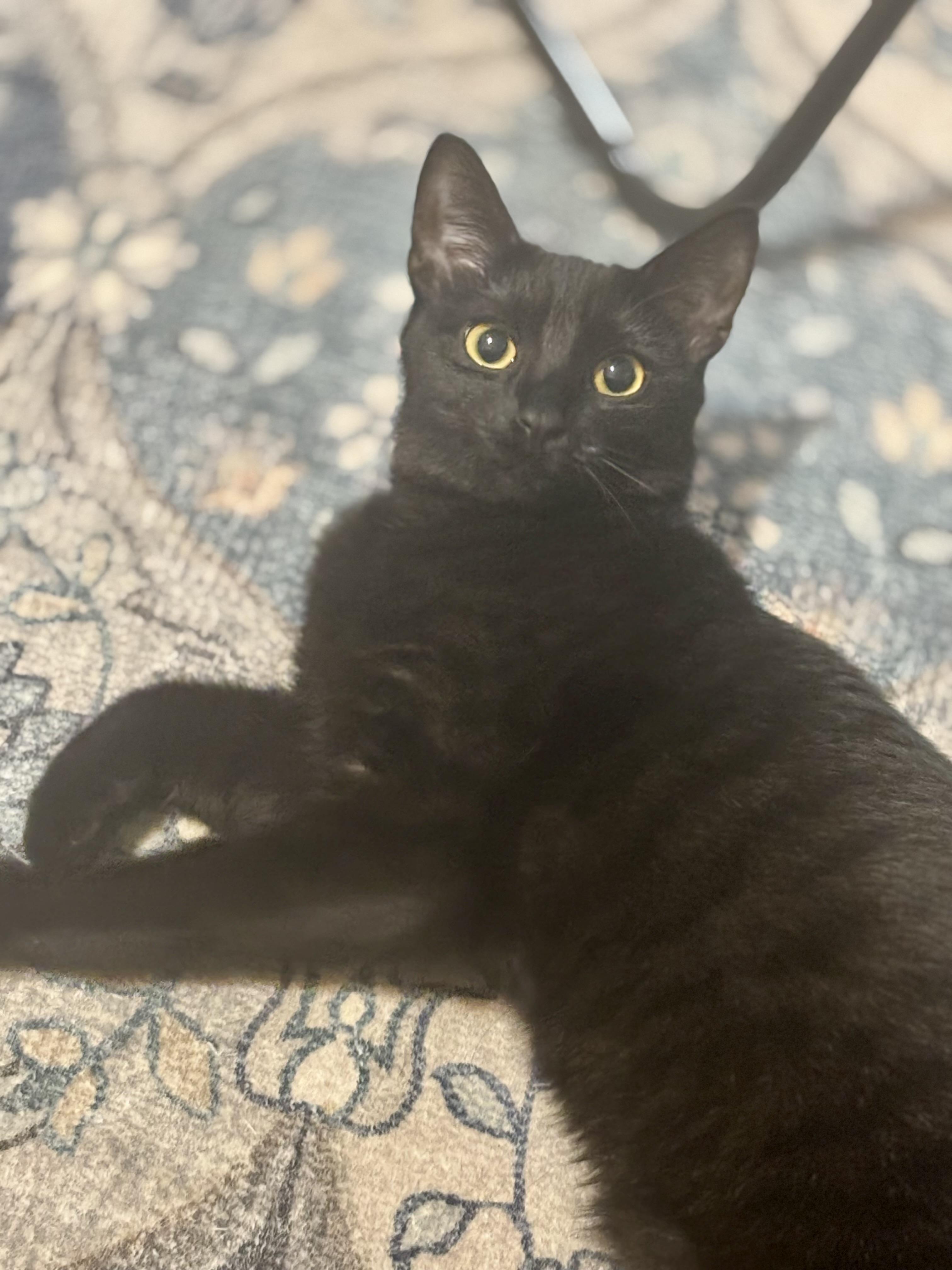 Deema, a Adoptable Domestic Short Hair in Bensalem, PA image 1/6