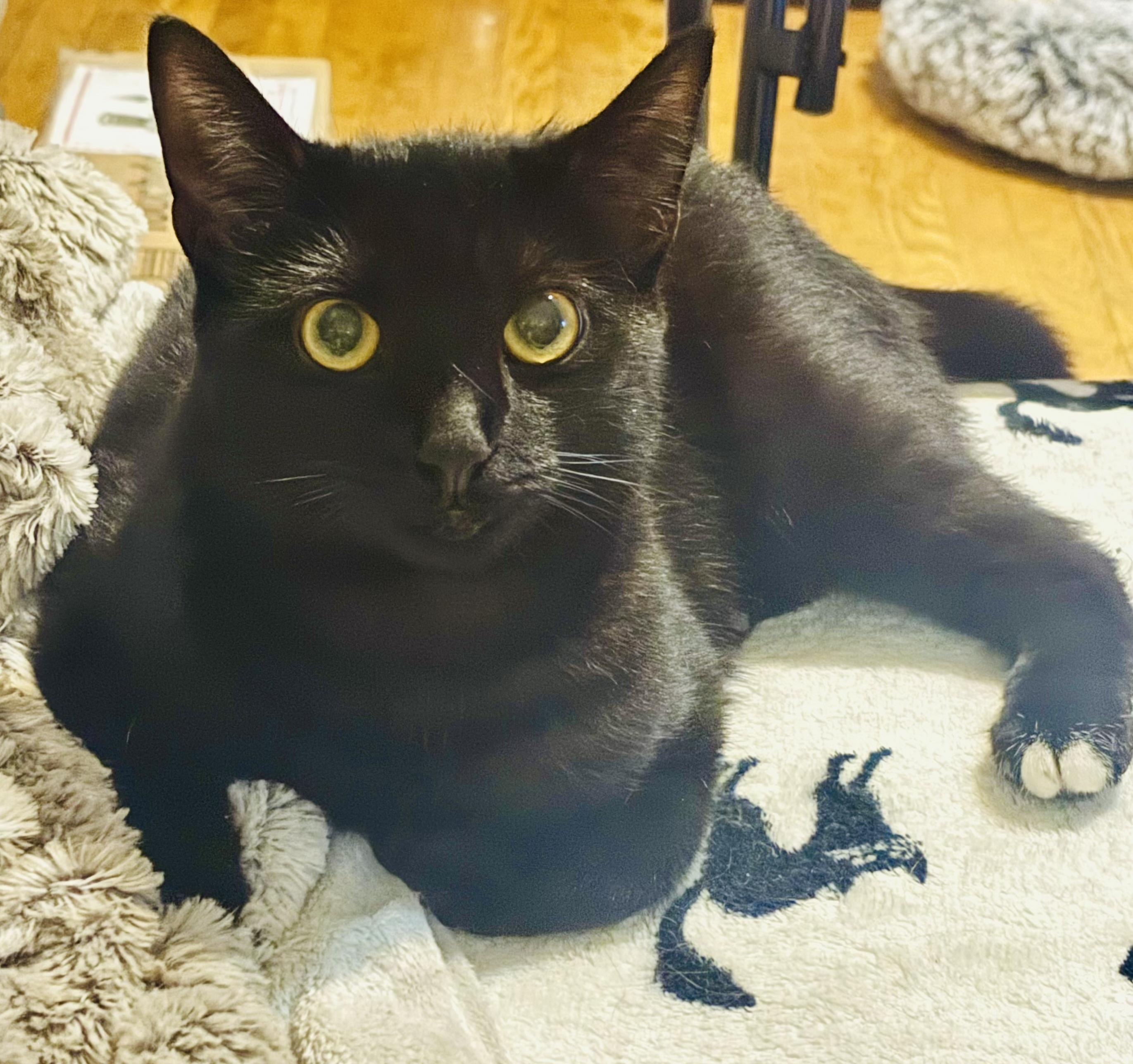 Deema, a Adoptable Domestic Short Hair in Bensalem, PA image 2/6