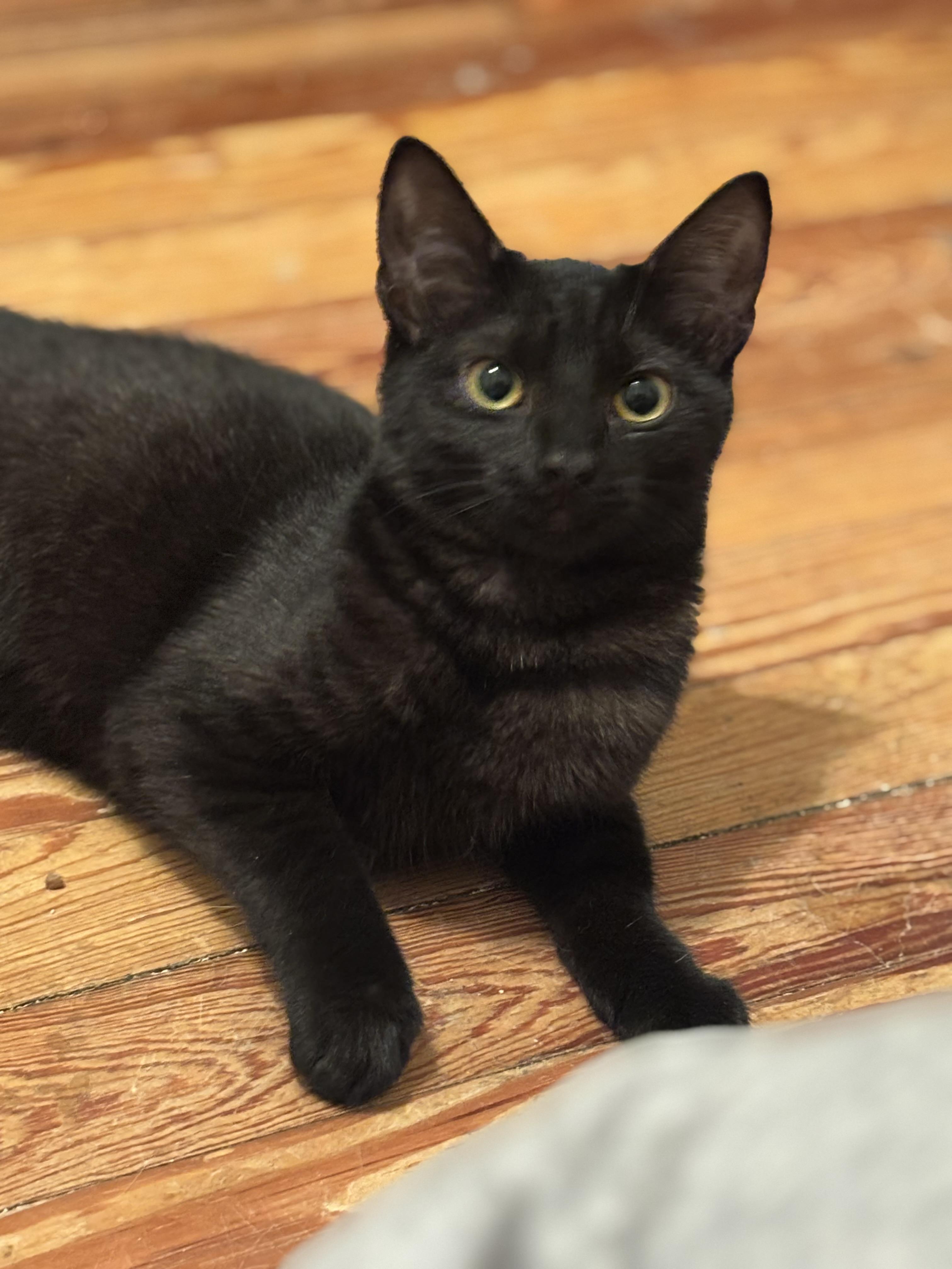 Deema, a Adoptable Domestic Short Hair in Bensalem, PA image 6/6