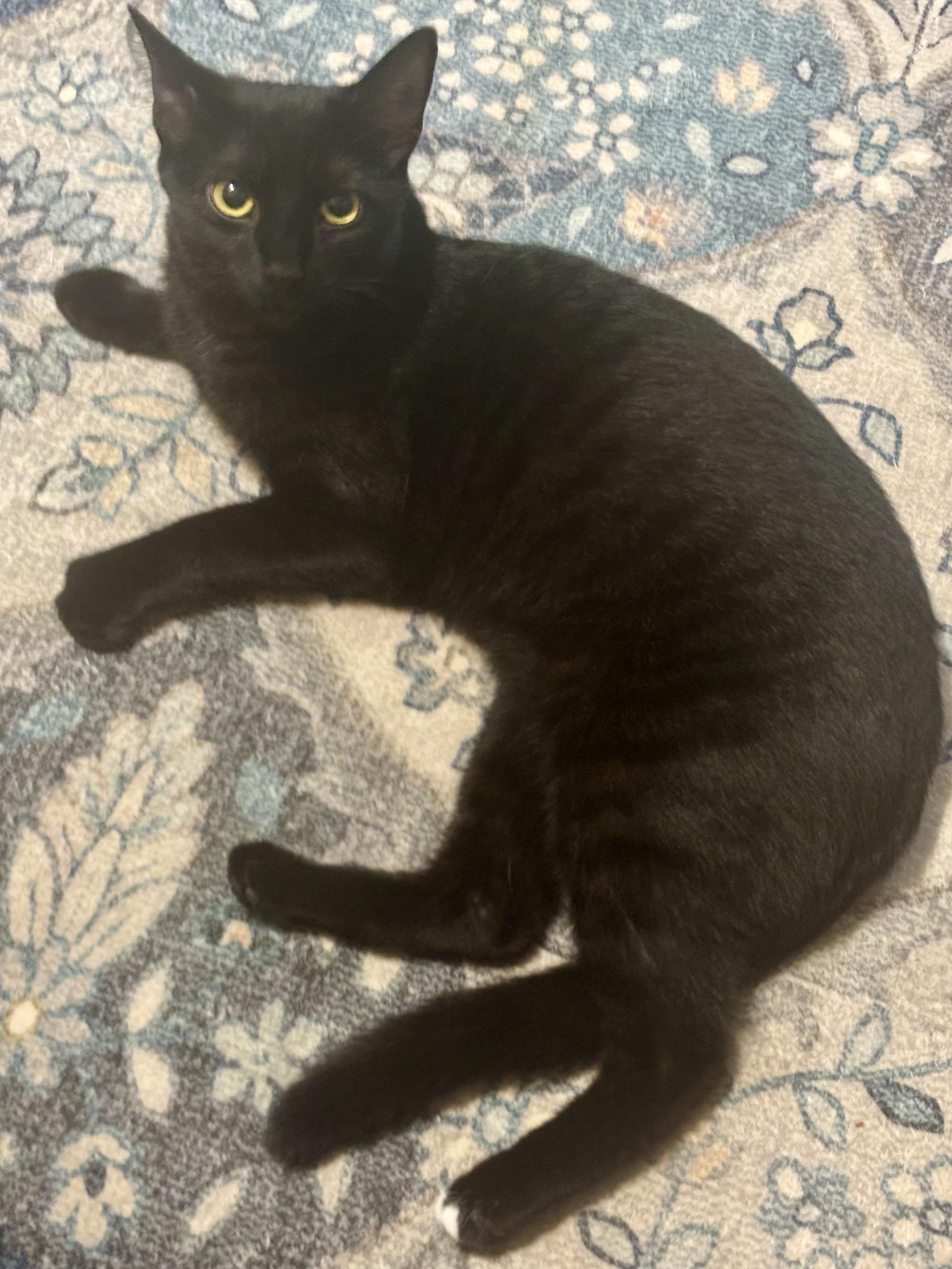 Deema, a Adoptable Domestic Short Hair in Bensalem, PA image 3/6