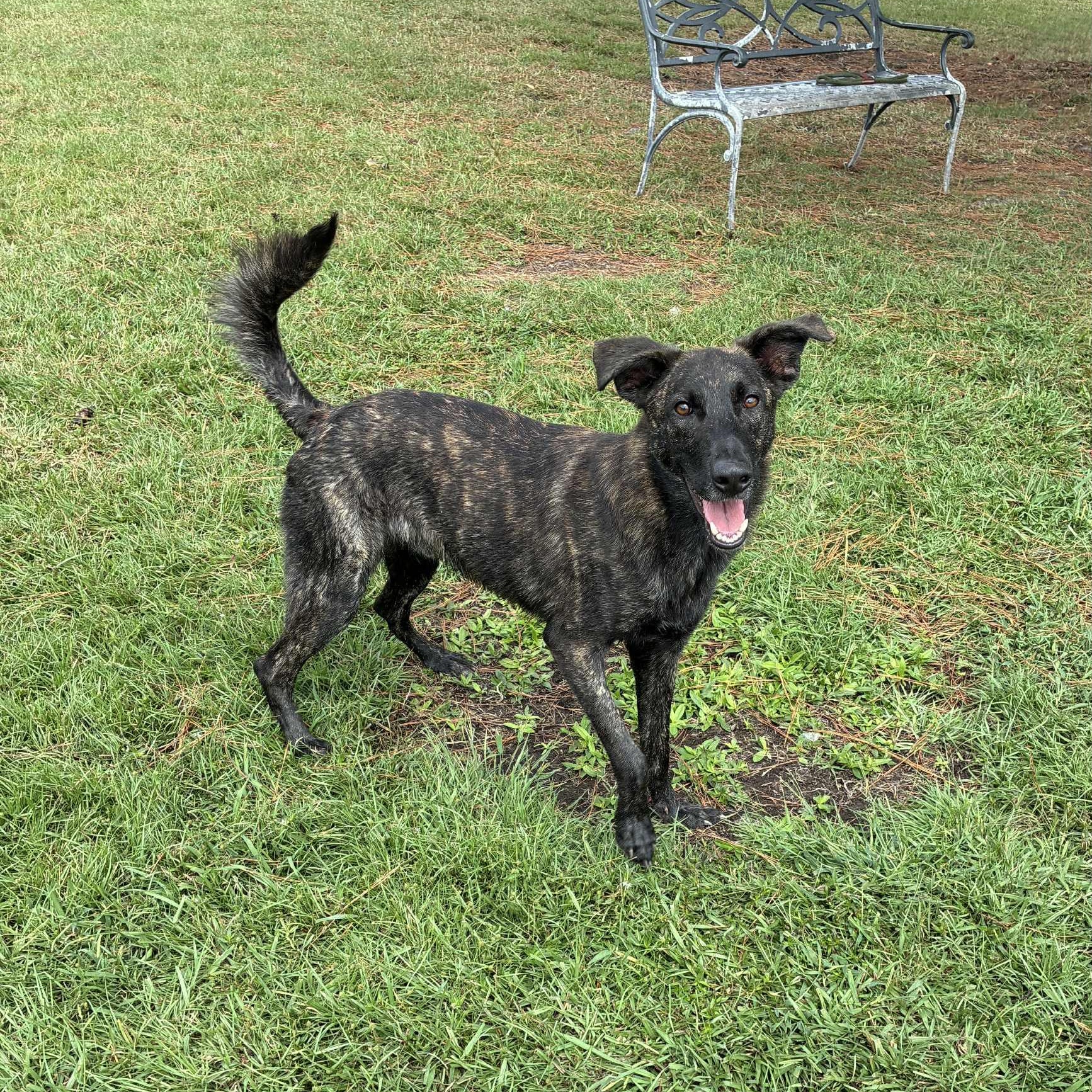 Goblin, Adoptable, Adult Male Mixed Breed.