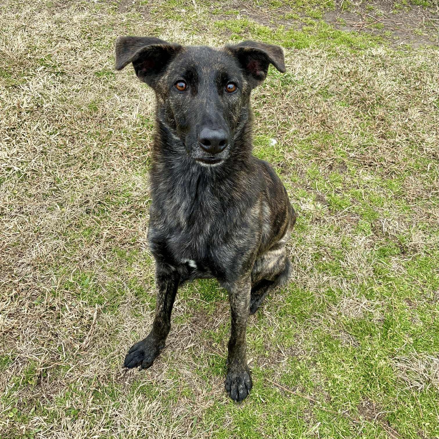 Enlarge Goblin aka Griffin, a Adoptable Mixed Breed in Myrtle Beach, SC image 1/6