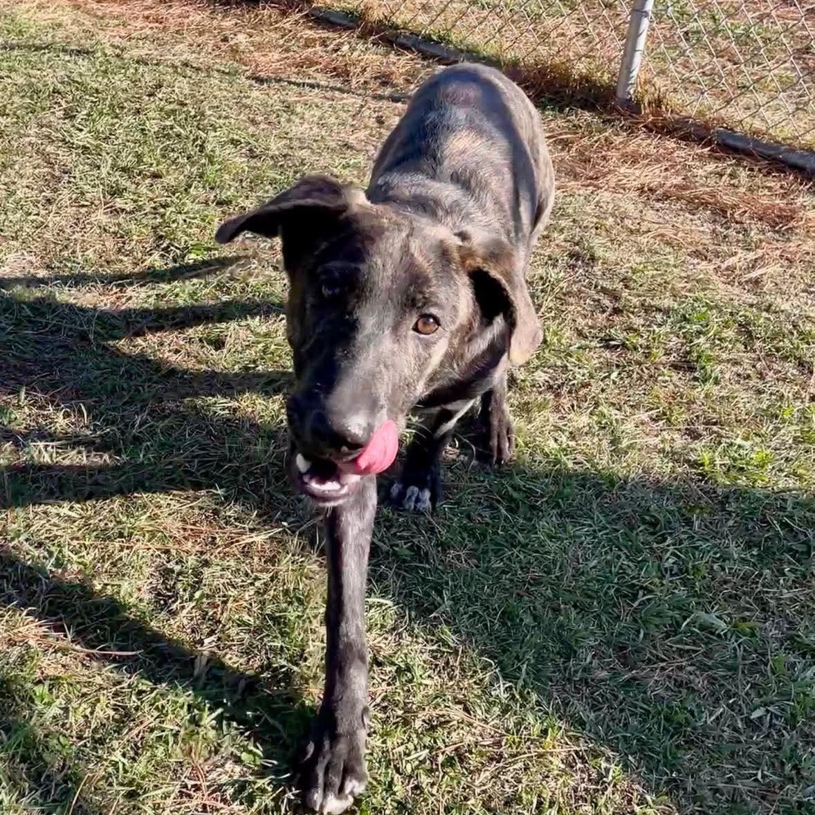 Goblin, a Adoptable Mixed Breed in Myrtle Beach, SC image 3/5