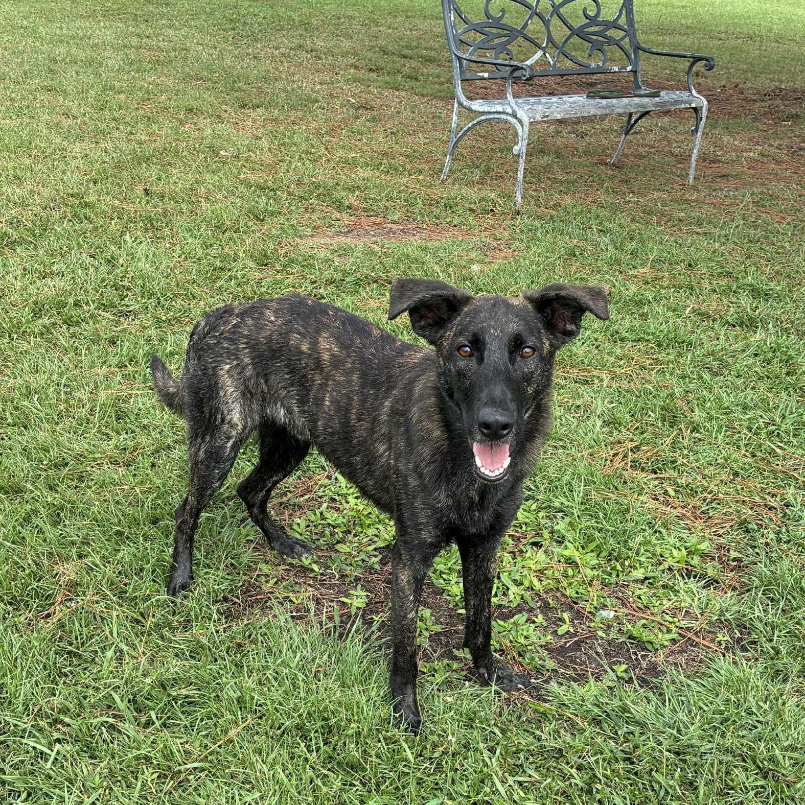 Goblin, a Adoptable Mixed Breed in Myrtle Beach, SC image 2/5