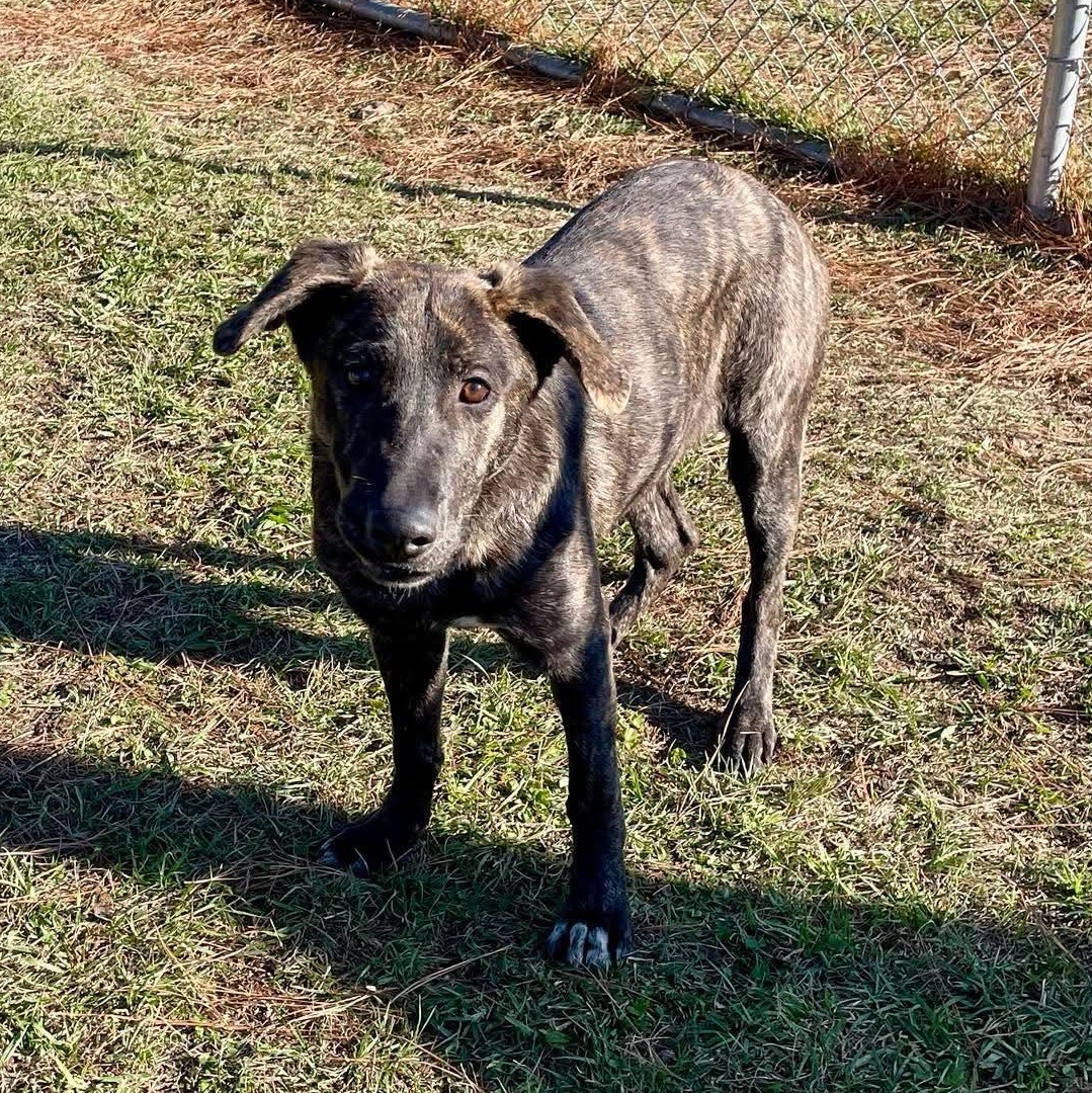 Goblin, a Adoptable Mixed Breed in Myrtle Beach, SC image 4/5