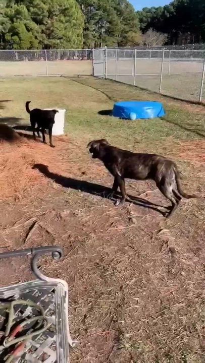 Enlarge Goblin, a Adoptable Mixed Breed in Myrtle Beach, SC video 5/5