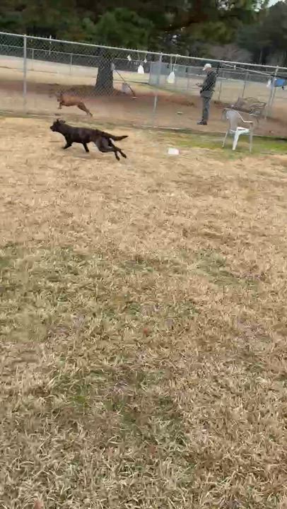 Enlarge Goblin aka Griffin, a Adoptable Mixed Breed in Myrtle Beach, SC video 6/6