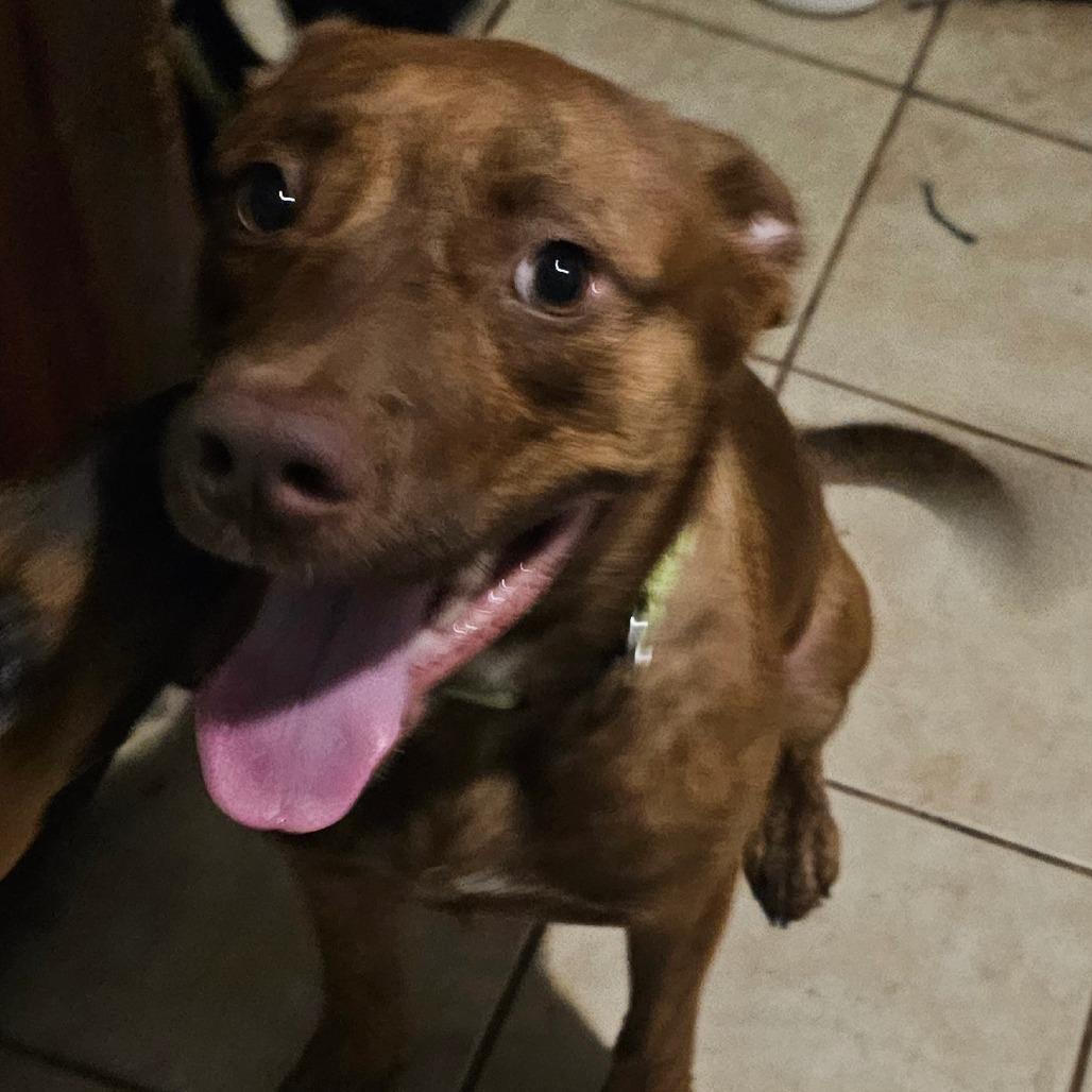 Enlarge Gomez, a Adoptable Terrier in Melrose, FL image 1/4