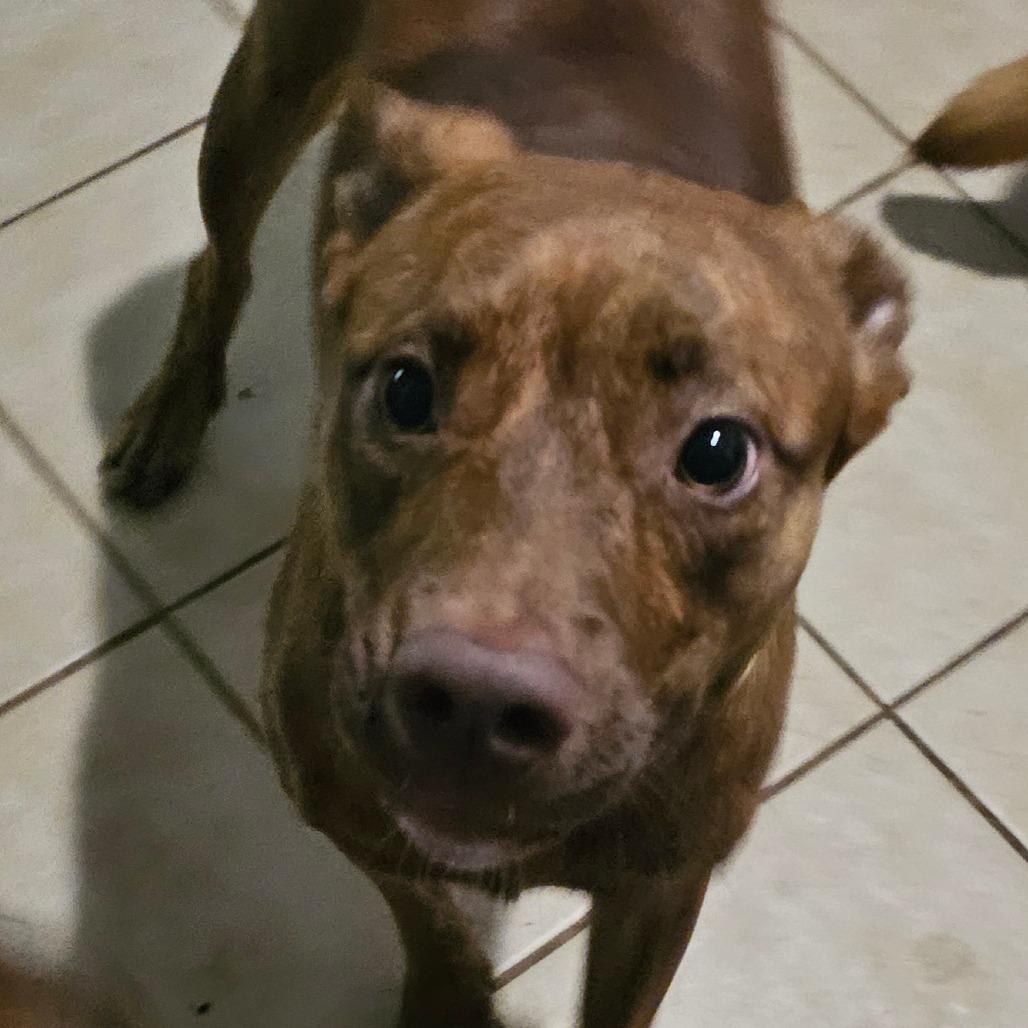 Enlarge Gomez, a Adoptable Terrier in Melrose, FL image 2/4