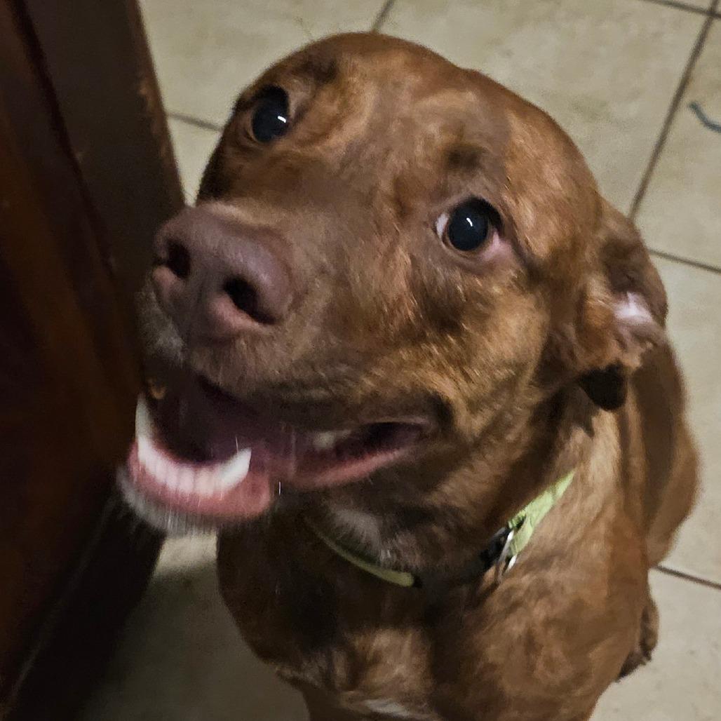 Enlarge Gomez, a Adoptable Terrier in Melrose, FL image 3/4