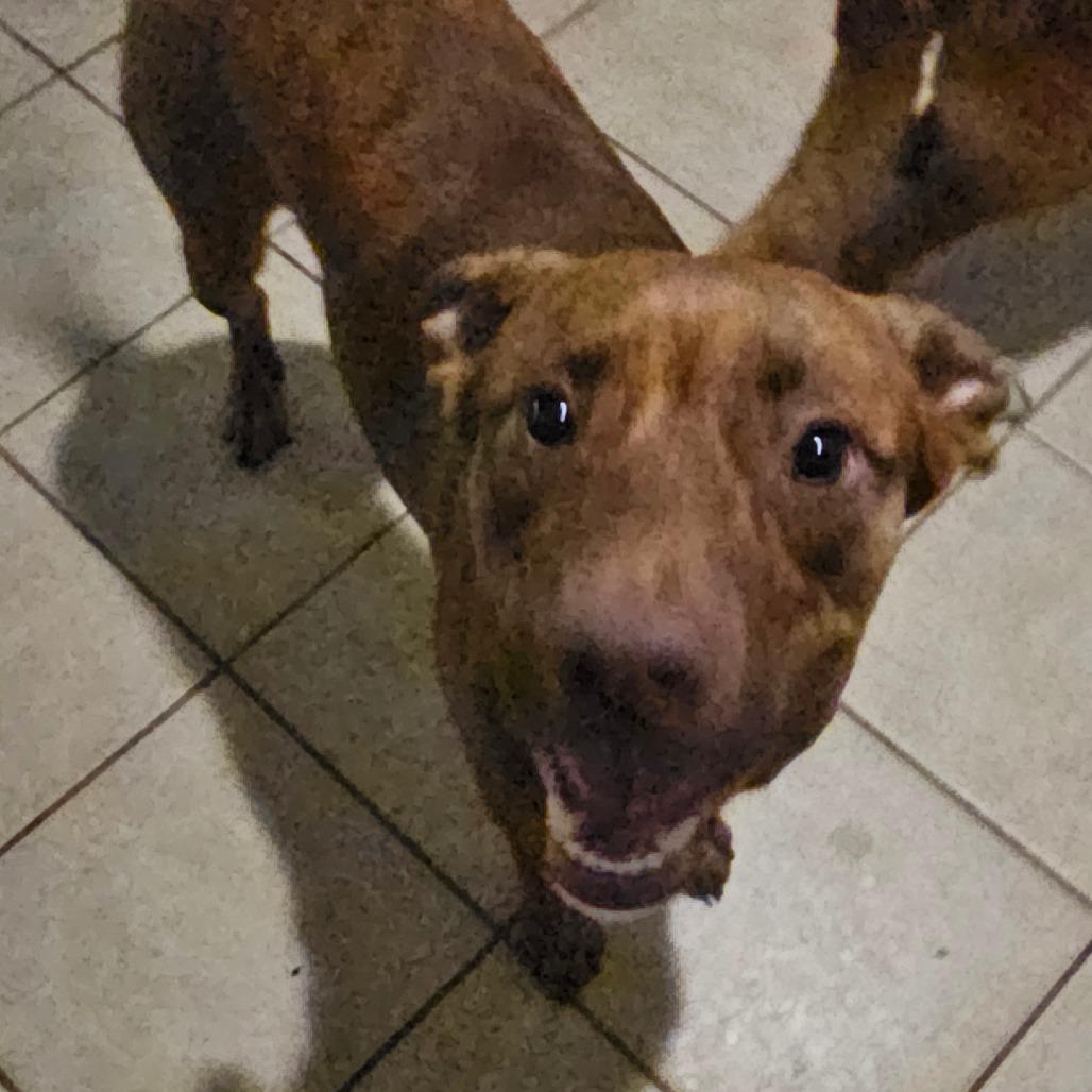 Enlarge Gomez, a Adoptable Terrier in Melrose, FL image 4/4
