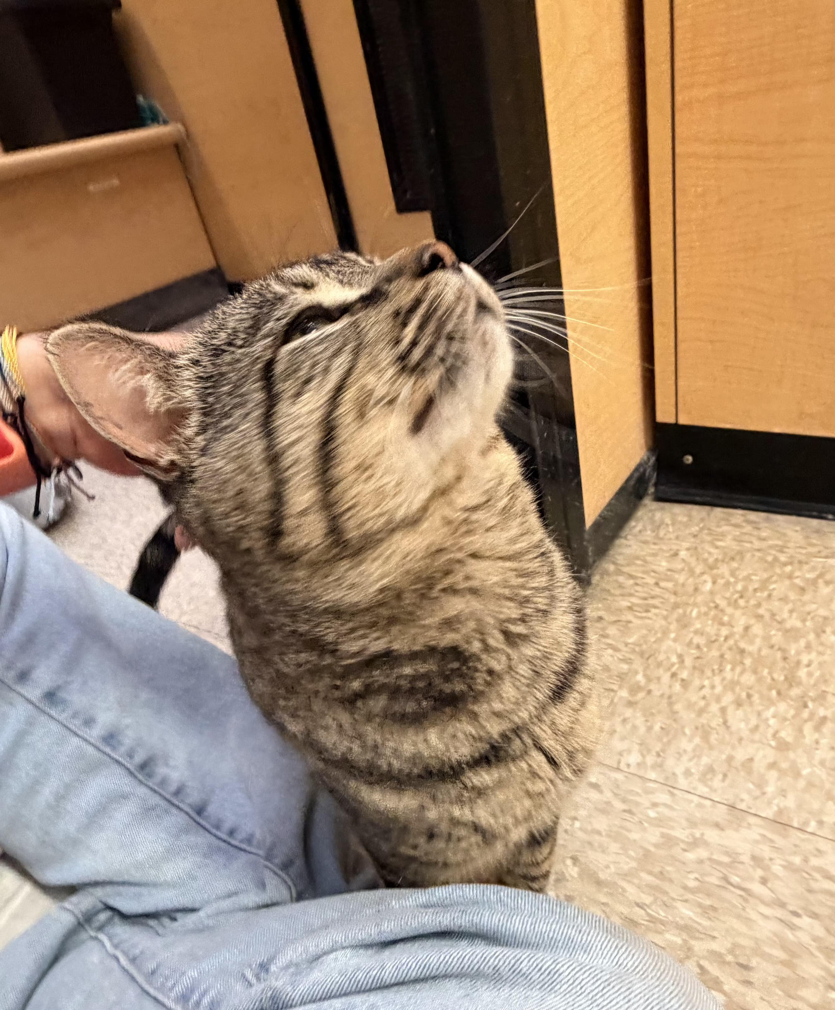 Enlarge Henry VII, a Adoptable mixed breed in Albuquerque, NM image 4/6