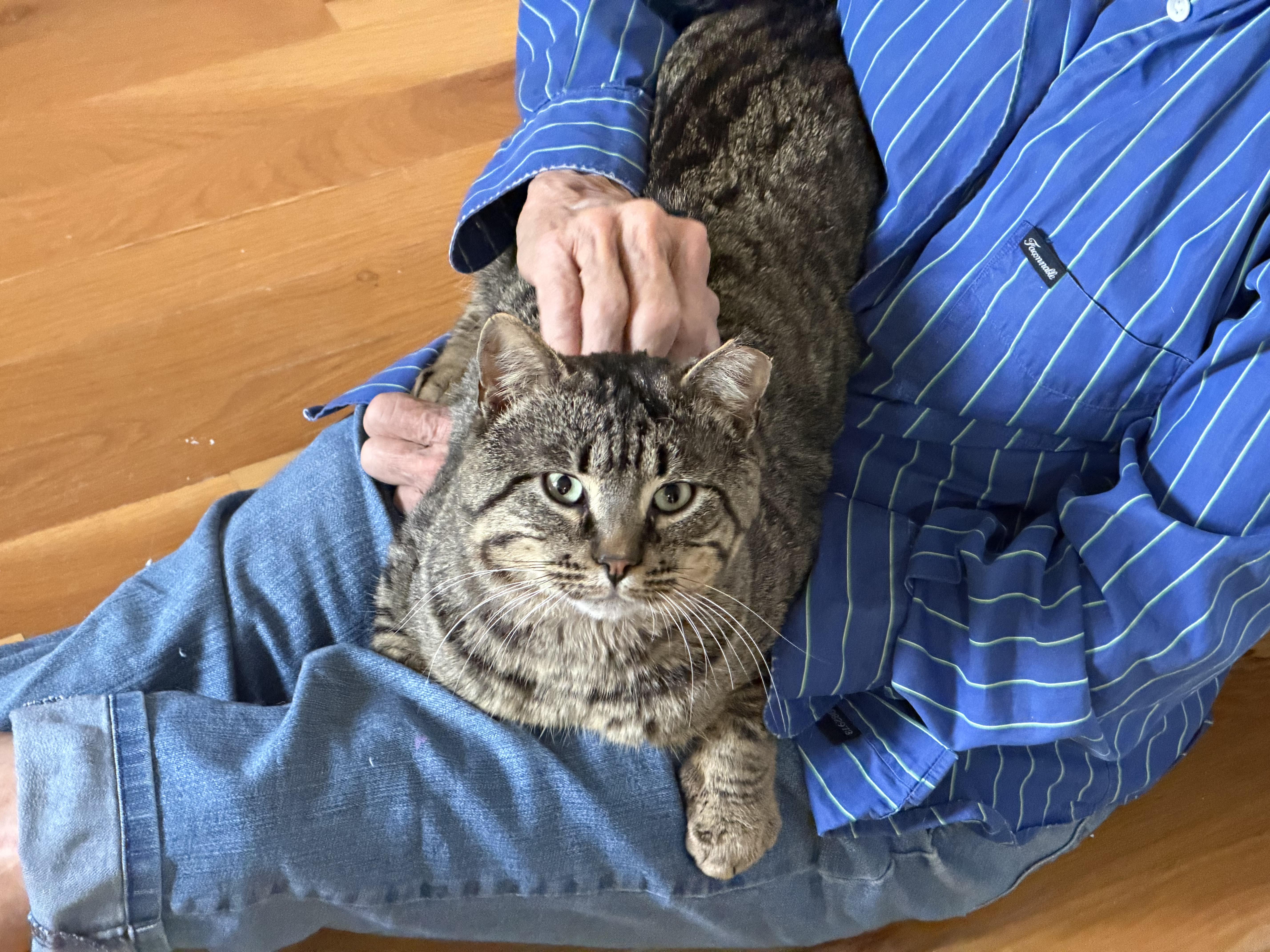 Henry VII, Adoptable, Adult Male Tabby.