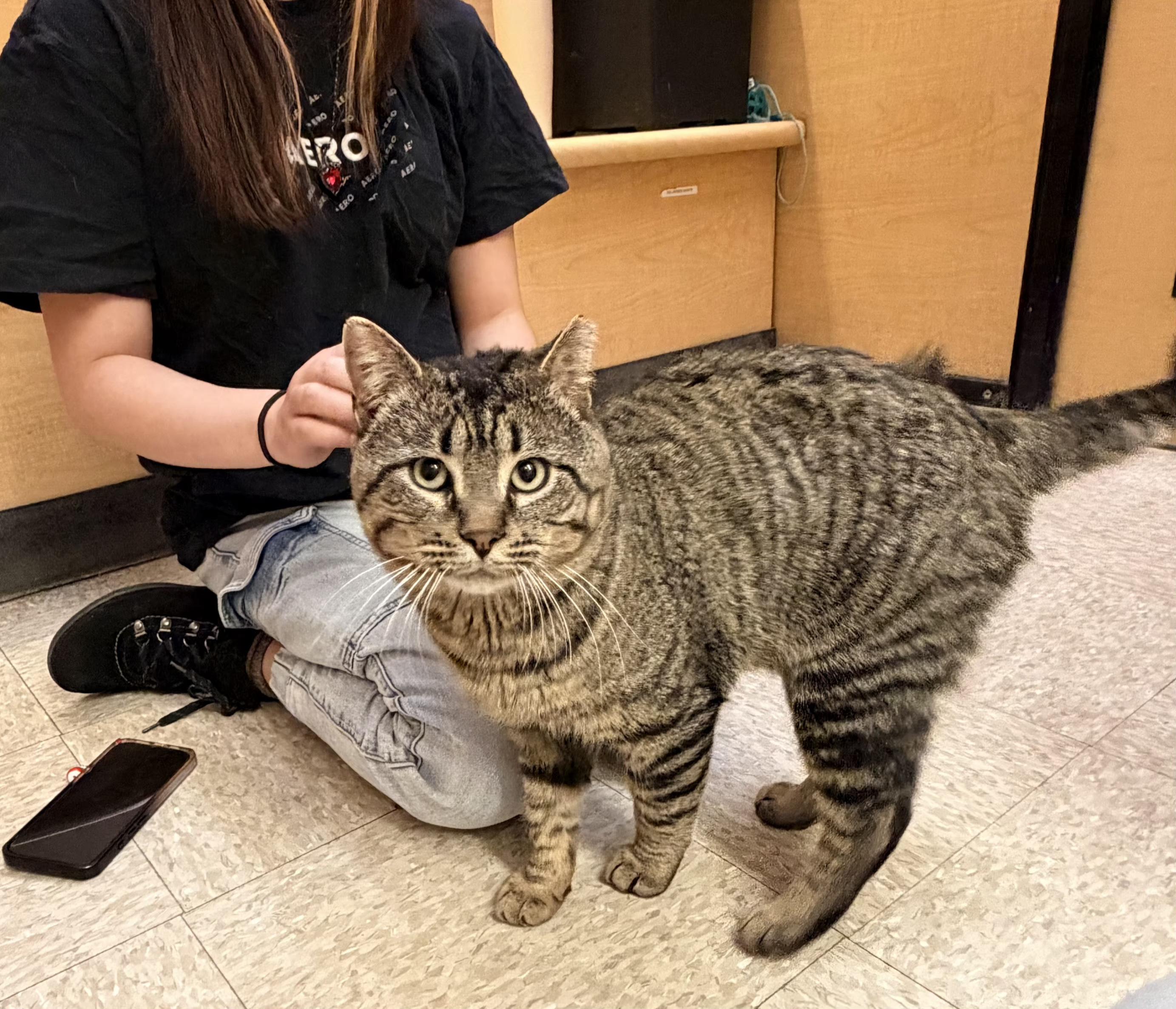 Enlarge Henry VII, a Adoptable mixed breed in Albuquerque, NM image 6/6
