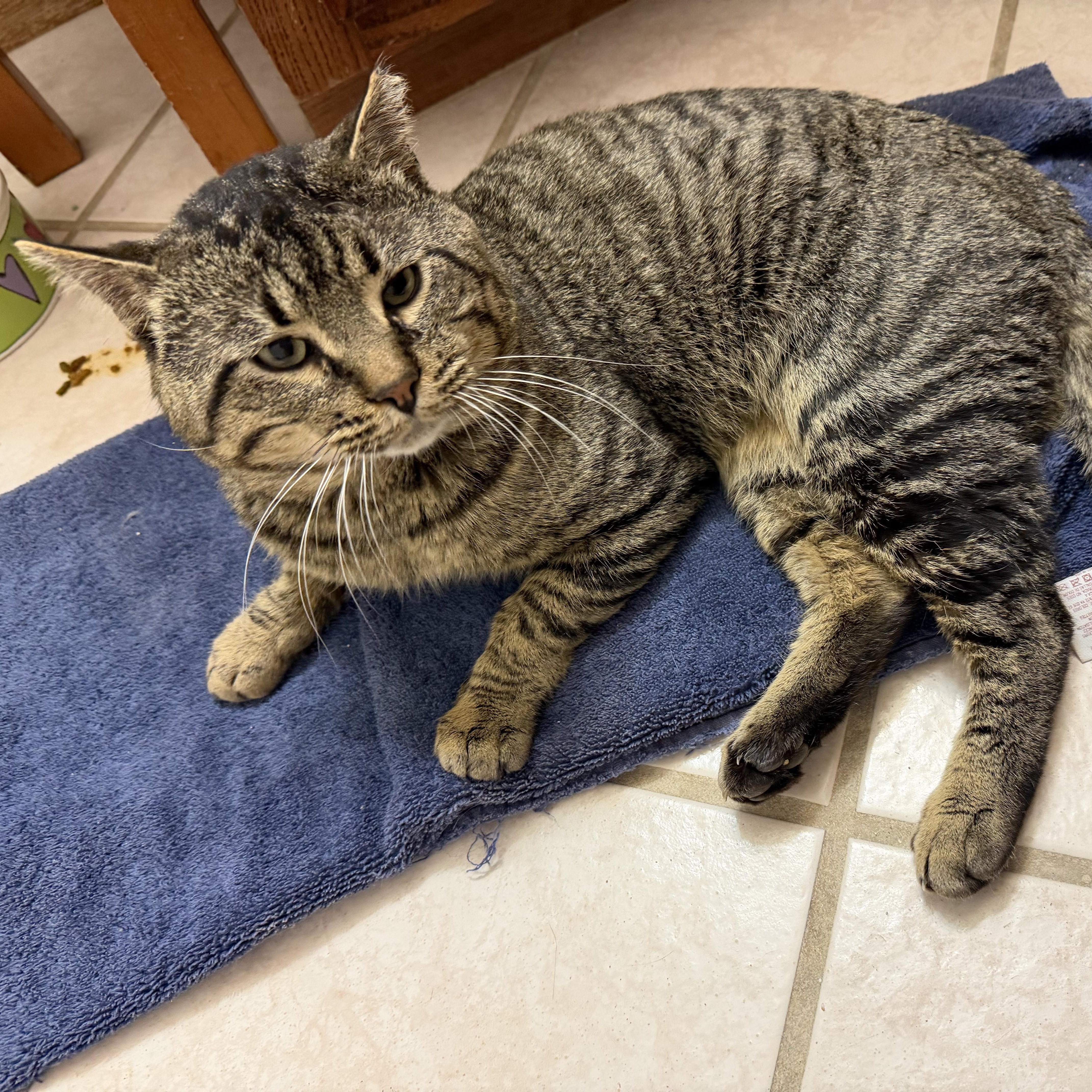 Enlarge Henry VII, a Adoptable mixed breed in Albuquerque, NM image 2/6