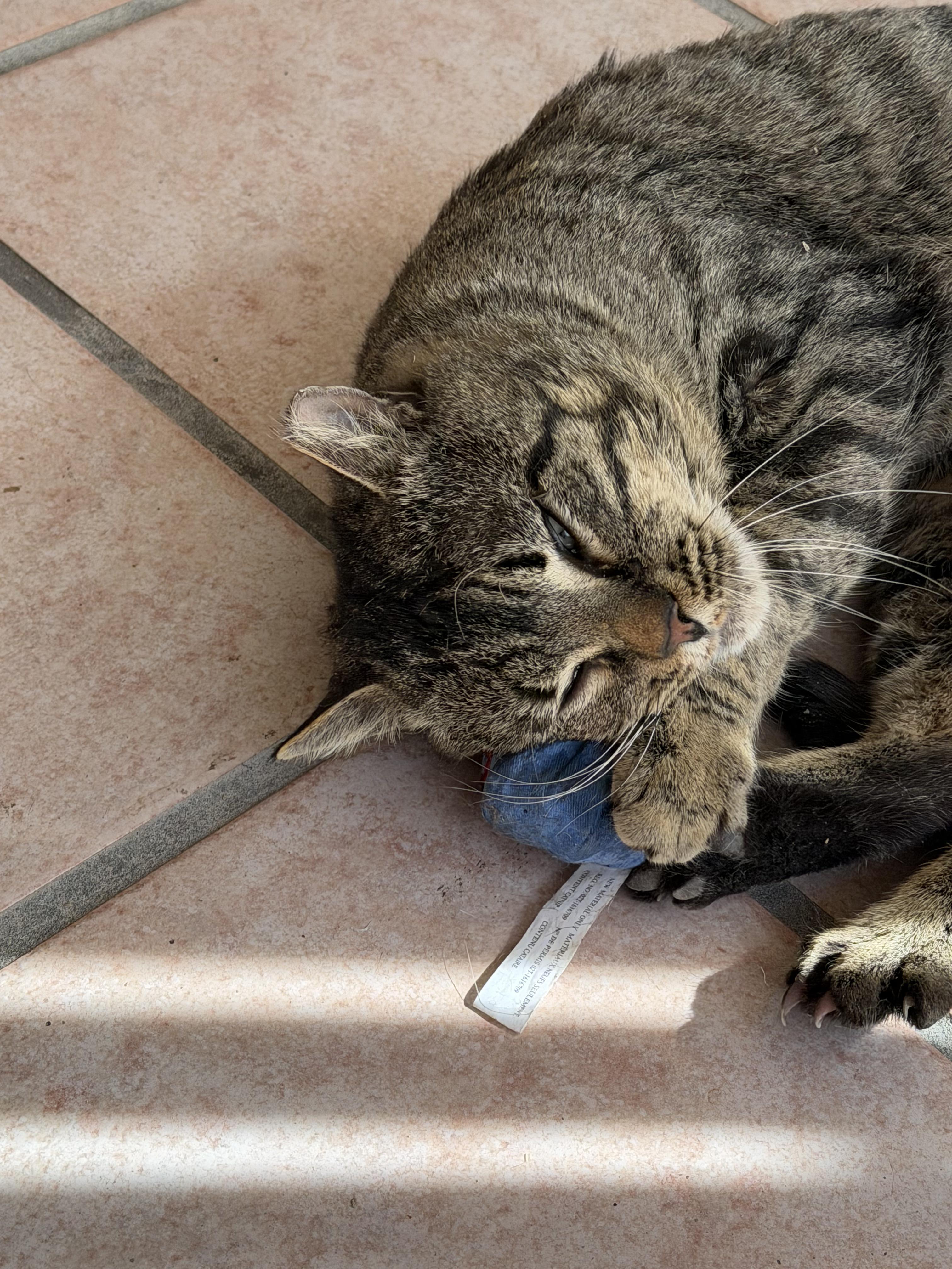 Enlarge Henry VII, a Adoptable mixed breed in Albuquerque, NM image 3/6