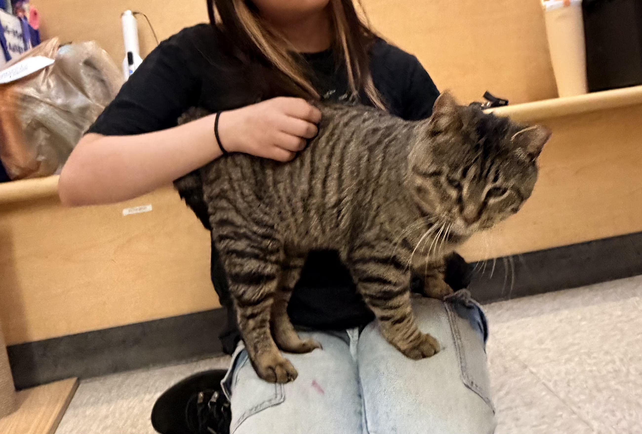 Enlarge Henry VII, a Adoptable mixed breed in Albuquerque, NM image 5/6