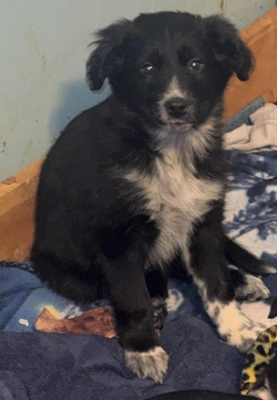 Enlarge Willow, a ADOPTABLE Border Collie in Richland Center, WI image 1/1