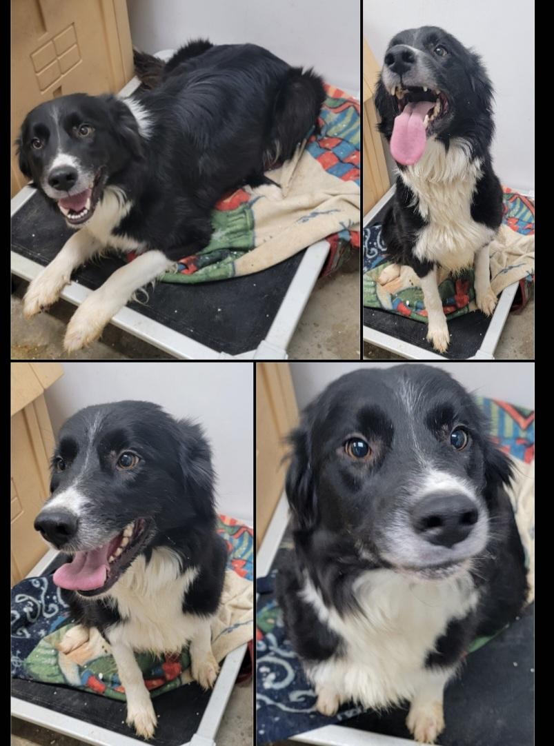 Enlarge Willow, an adopted Border Collie in Richland Center, WI image 1/1