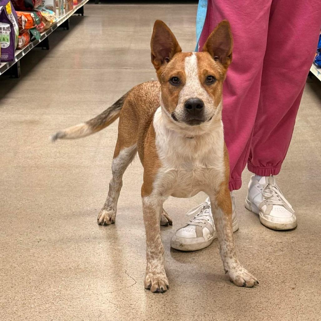 Rooster, Adoptable, Young Male Cattle Dog & Mixed Breed.