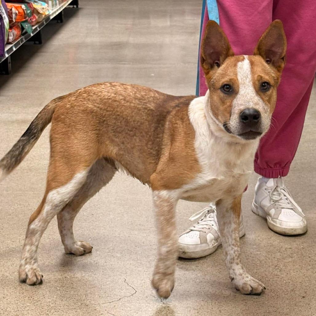 Enlarge Rooster, a Adoptable mixed breed in Pittsburg, KS image 2/2