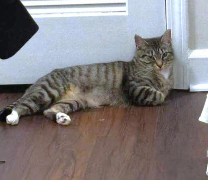 Twirl, Adoptable, Adult Female Domestic Short Hair & Domestic Short Hair.