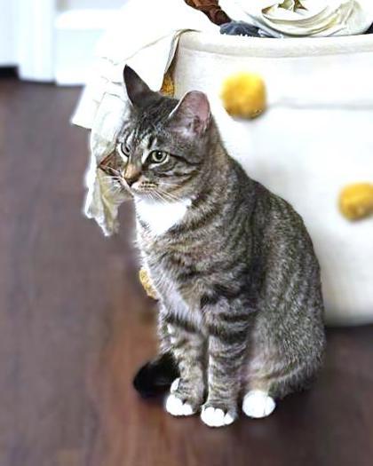 Enlarge Twirl, a Adoptable mixed breed in Washington, DC image 2/3