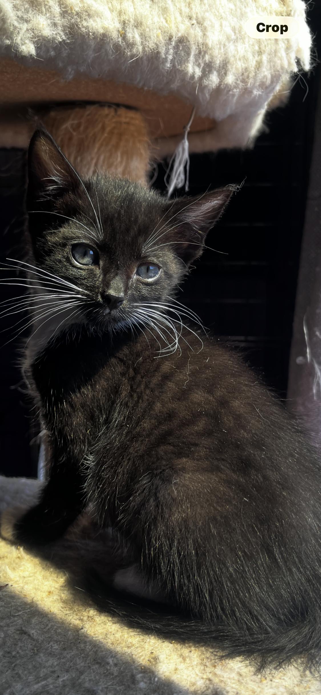 Palace cat, adopted, Kitten Female Tuxedo.
