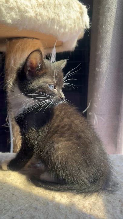 Enlarge Palace cat, an adopted Tuxedo in Newark valley, NY video 2/2